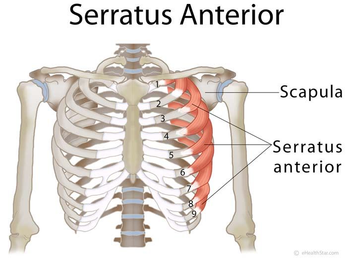 the bones and ribs are labeled in this diagram