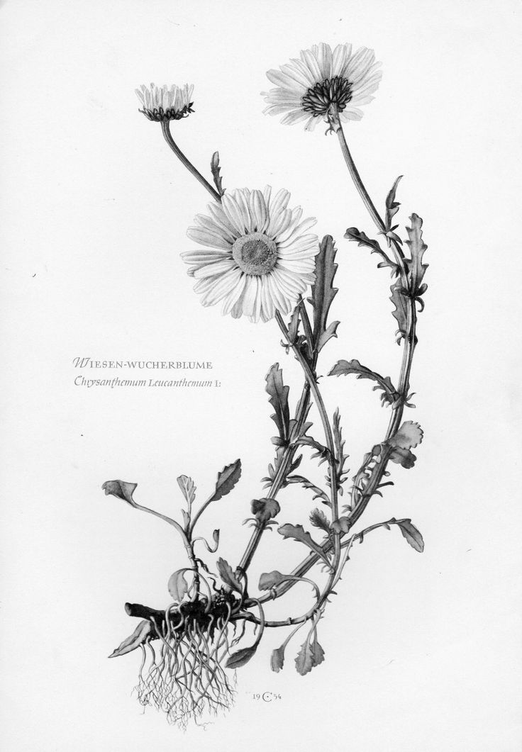 an old black and white photo of some flowers