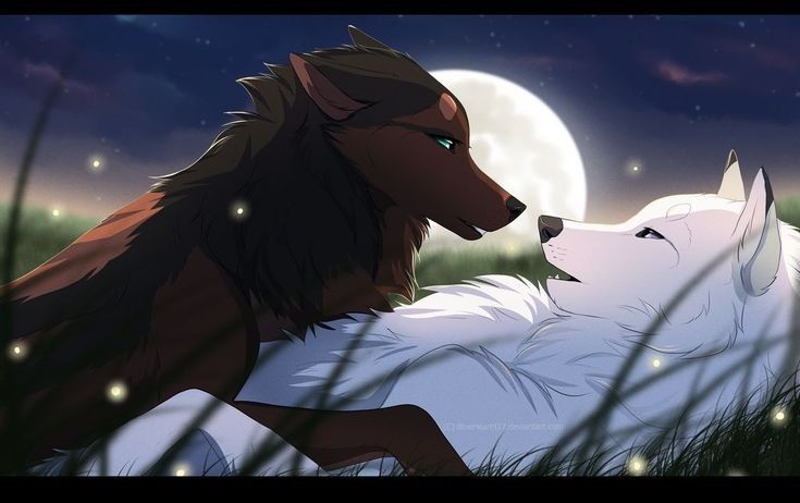 two white wolfs cuddle in the grass under a full moon and stars filled sky