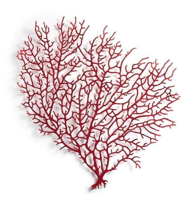 a red coral on a white background