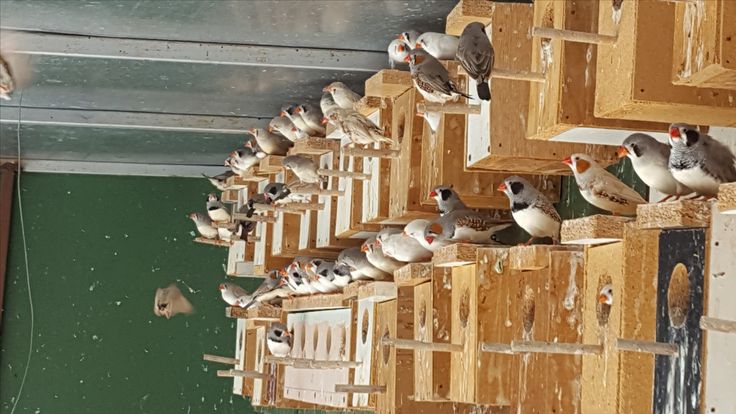 a flock of birds sitting on top of wooden boxes in a room with green walls