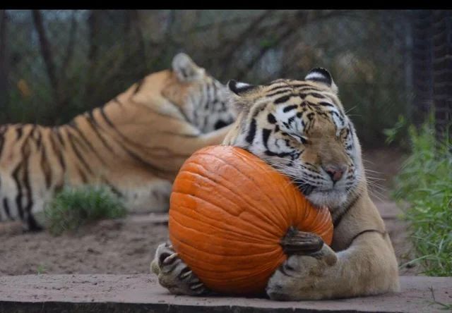 two tigers playing with a large pumpkin