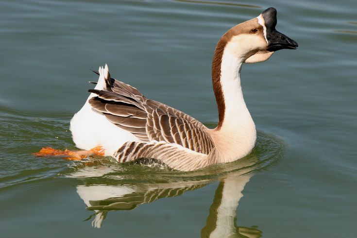 a duck floating on top of a body of water