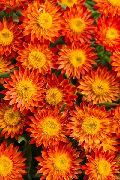 many orange and yellow flowers with green leaves