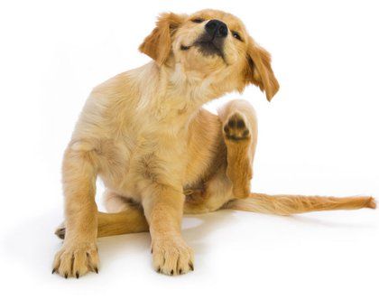 a brown dog sitting on top of a white floor next to a wooden stick with it's paws up