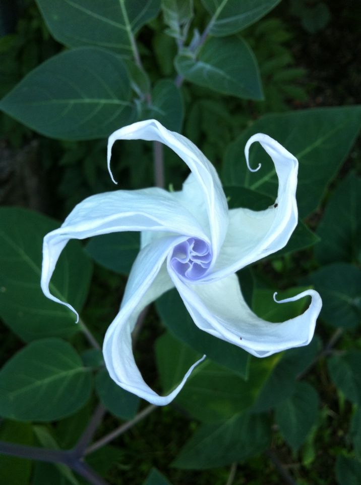 a white flower with green leaves in the background