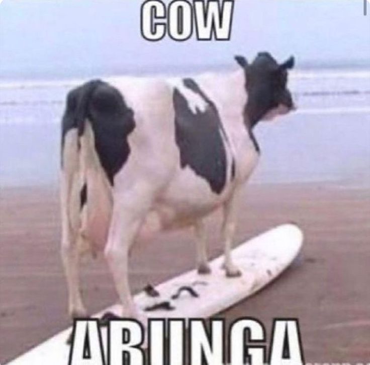 a black and white cow standing on top of a surfboard