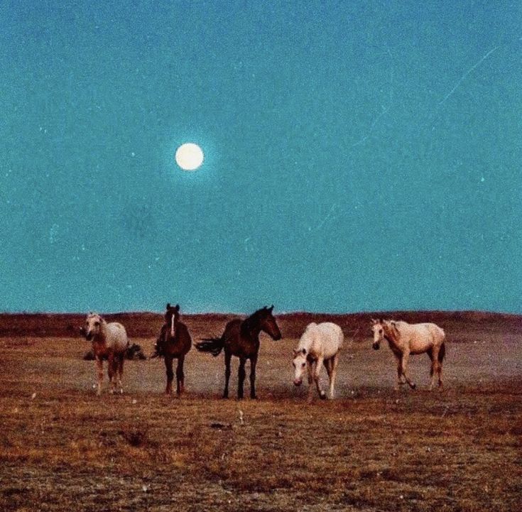 four horses standing in a field with the moon behind them