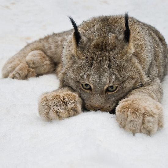 a wolf laying in the snow with its paws on it's face and eyes wide open