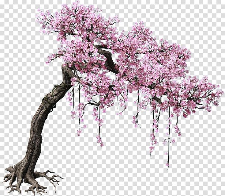 a pink tree with lots of flowers on it's branches, against a white background