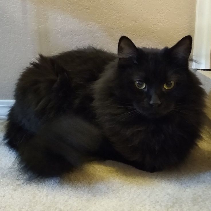 a black cat sitting on the floor next to a door