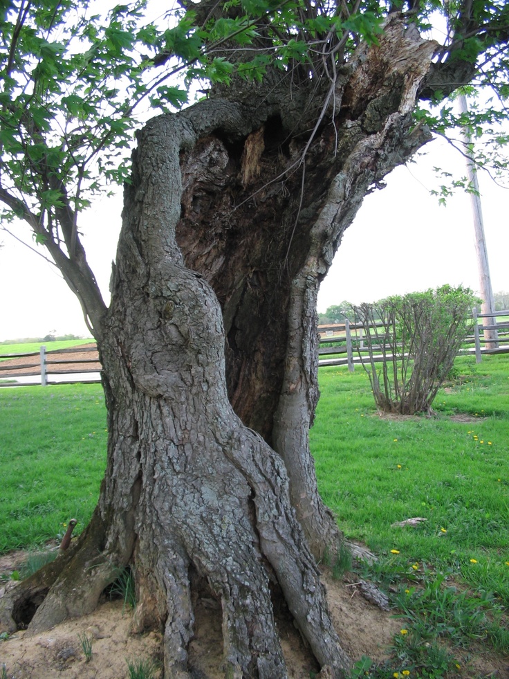 an old tree that has been cut down in the middle of it's trunk