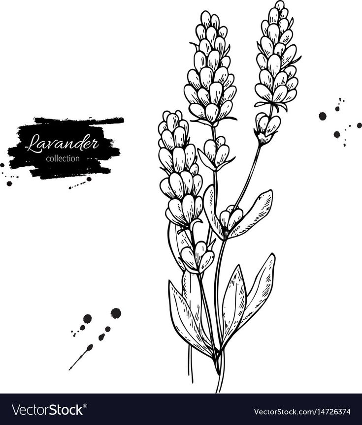 lavender flower sketch on white background