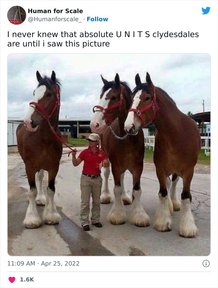 three horses standing next to each other in the street with a person holding on to them