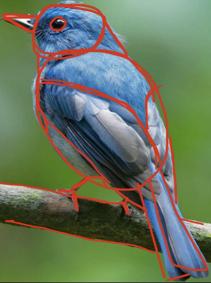 a blue bird sitting on top of a branch with red lines around it's eyes