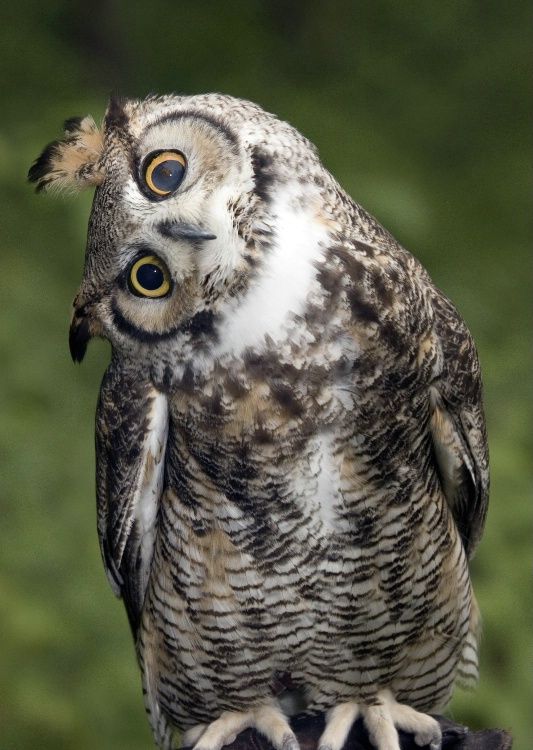 an owl with yellow eyes is standing in front of green grass and looking at the camera