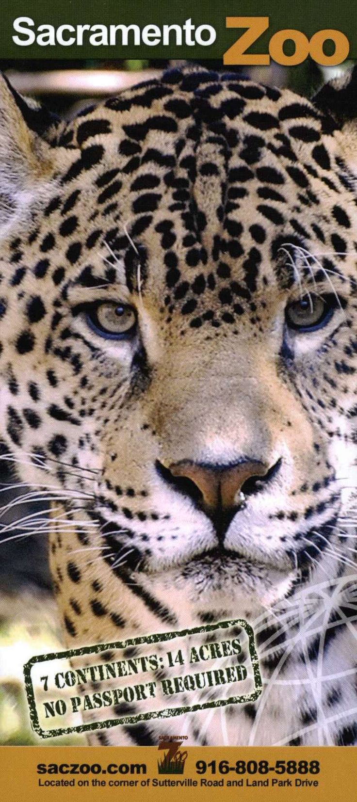 a close up of a leopard on a cover of a book with the words sacramento zoo