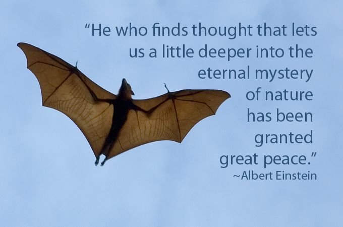 a bat flying in the sky with a quote from albert eisbien on it