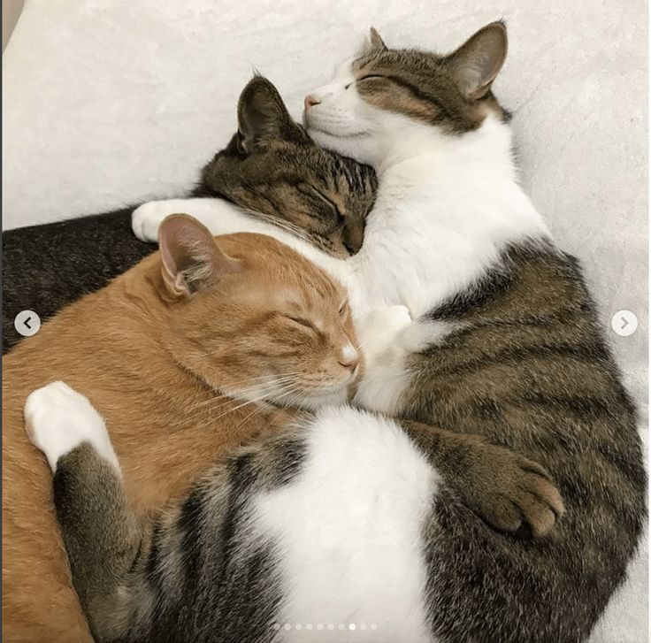 two cats cuddle together on a white blanket, one is sleeping and the other is laying down