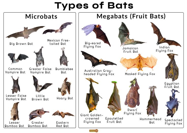 different types of bats are shown in this graphic above the image is an example of what they look like