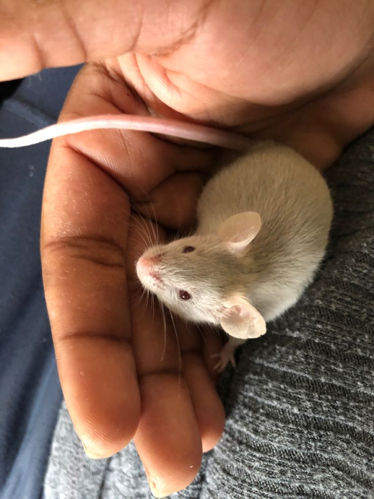 a person holding a small white mouse in their hand, with the rat on it's back