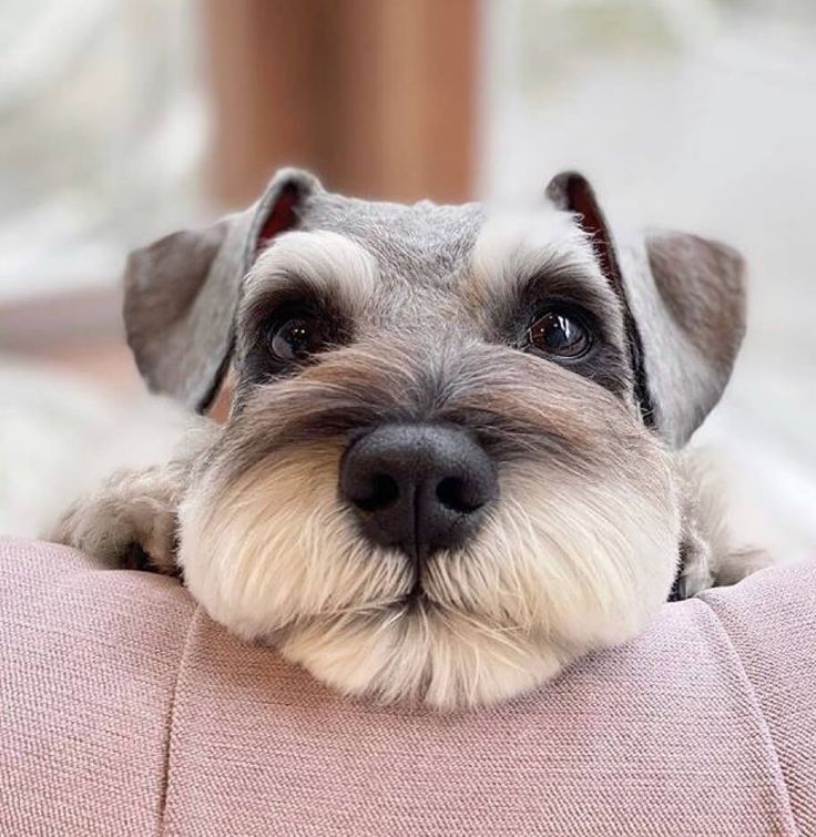 a small dog is resting its head on the back of a couch cushion and looking at the camera