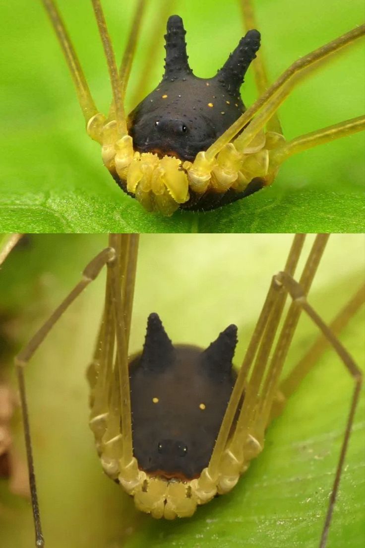 two pictures of an insect with yellow and black markings