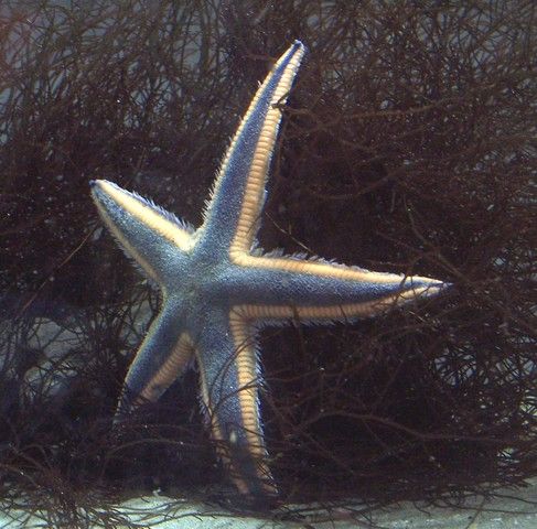 a blue and white starfish sitting on top of seaweed