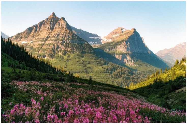 the mountains are covered in pink flowers and green grass, with snow on their tops