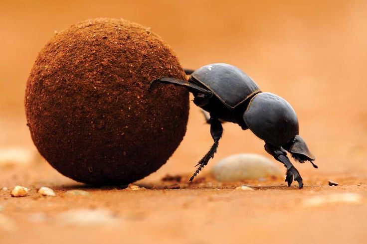 two black bugs are playing with each other on the ground next to an object that looks like a ball