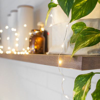 a shelf with some plants and lights on it