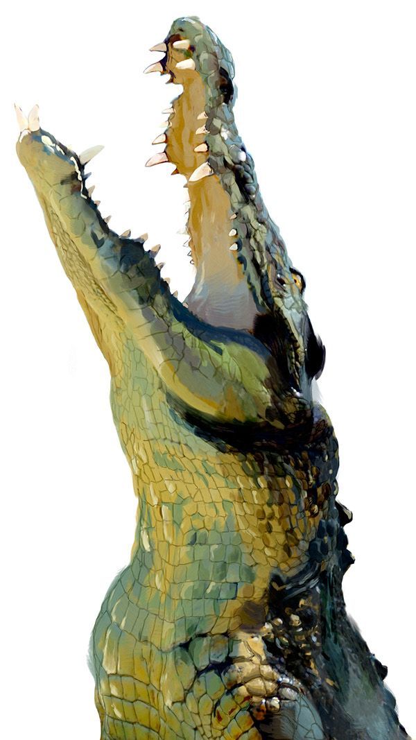 an image of a large alligator that is in the air with its mouth open and teeth out