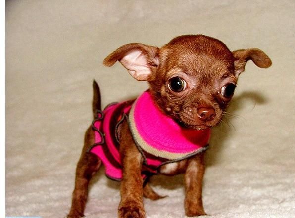 a small brown dog wearing a pink sweater