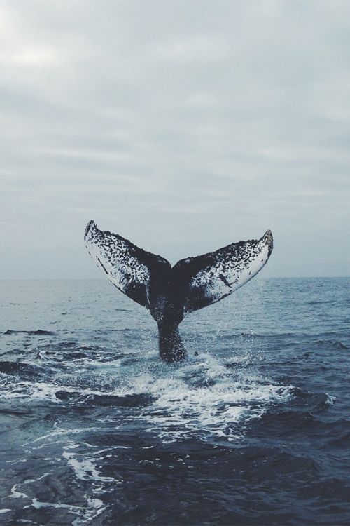 a whale tail flups out of the water