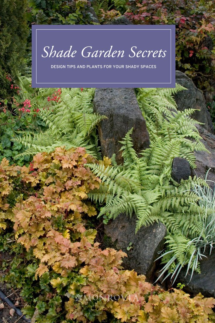 the cover of shade garden secrets, featuring ferns and other plants in front of rocks