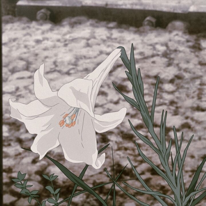 a white flower sitting next to a body of water