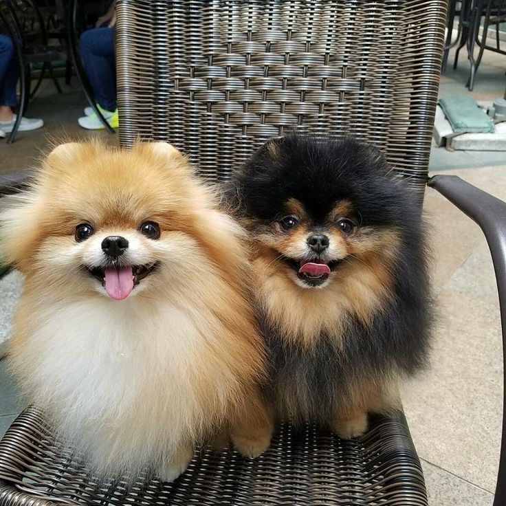 two small dogs sitting on top of a wicker chair