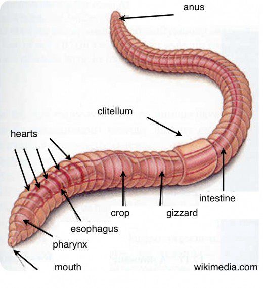 an image of a worm with labels on it's body and parts labeled in english