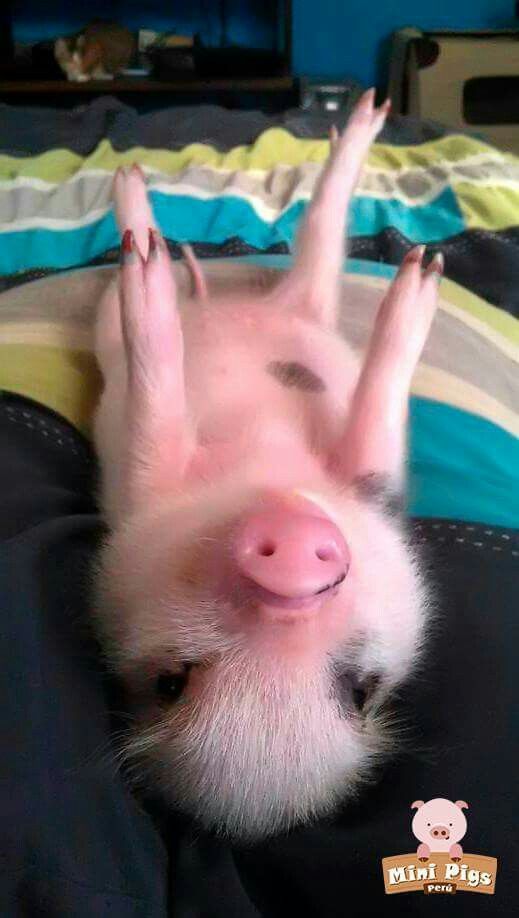 a small pig laying on top of a bed with its paws up in the air