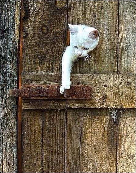 a small white cat climbing up the side of a wooden door with it's head sticking out