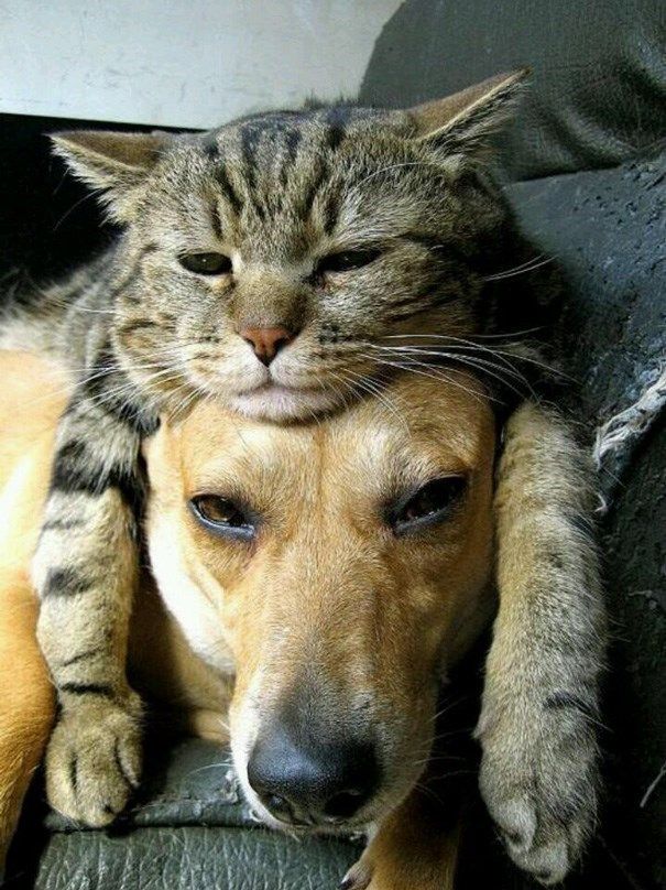 a cat is laying on top of a dog's head