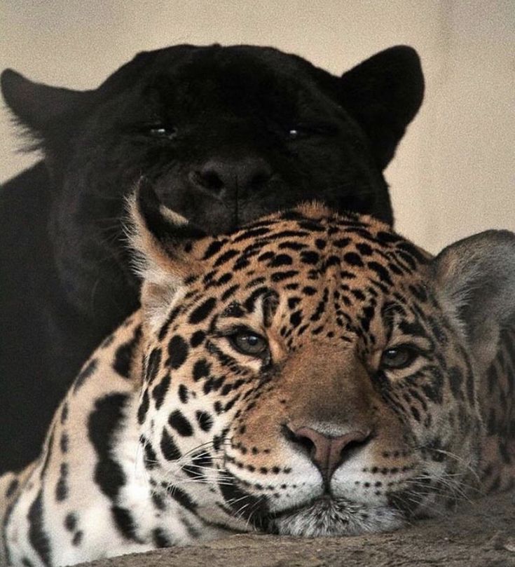 a large black dog and a leopard laying next to each other