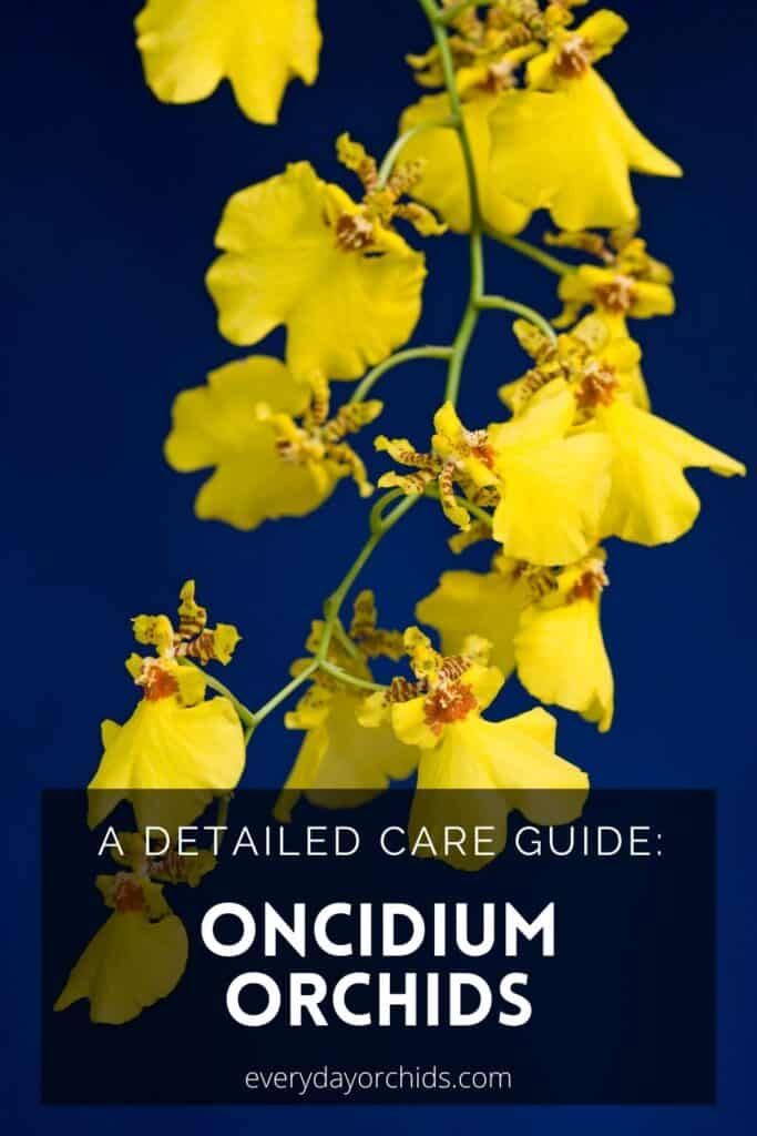 yellow orchids with text overlay that reads, a detailed care guide oncium orchids