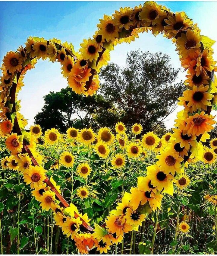 sunflowers in the shape of a heart