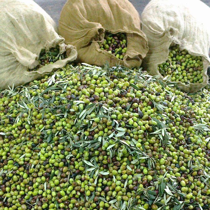 bags filled with green olives sitting on top of each other