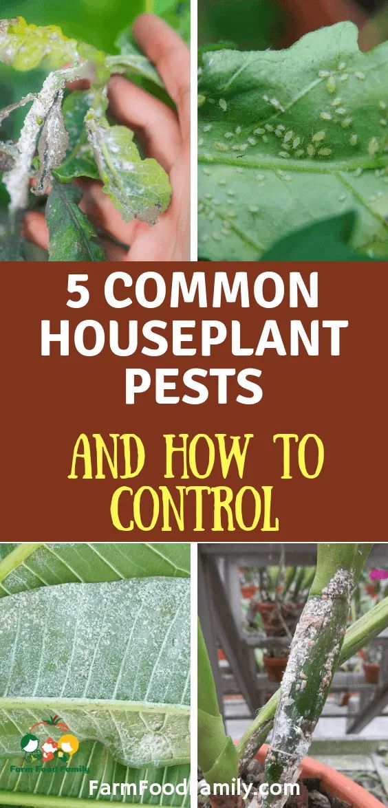 5 Common Houseplant Pests and How To Control Them | House plants, Pests ...