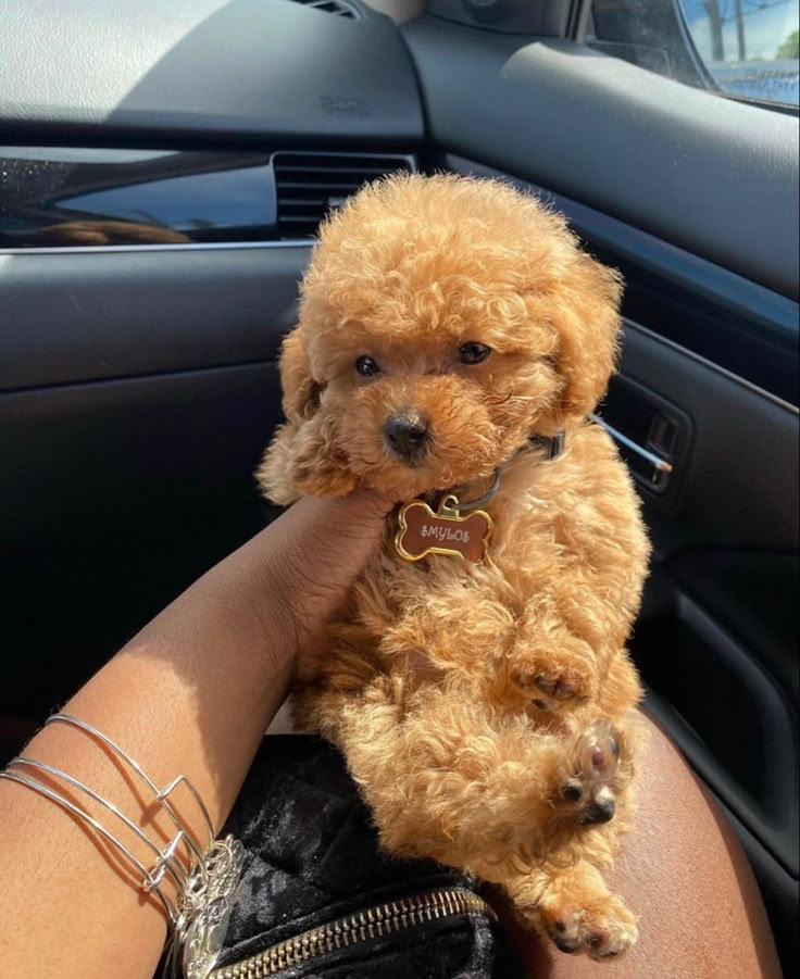 a person holding a small brown dog in their lap while sitting in the back seat of a car