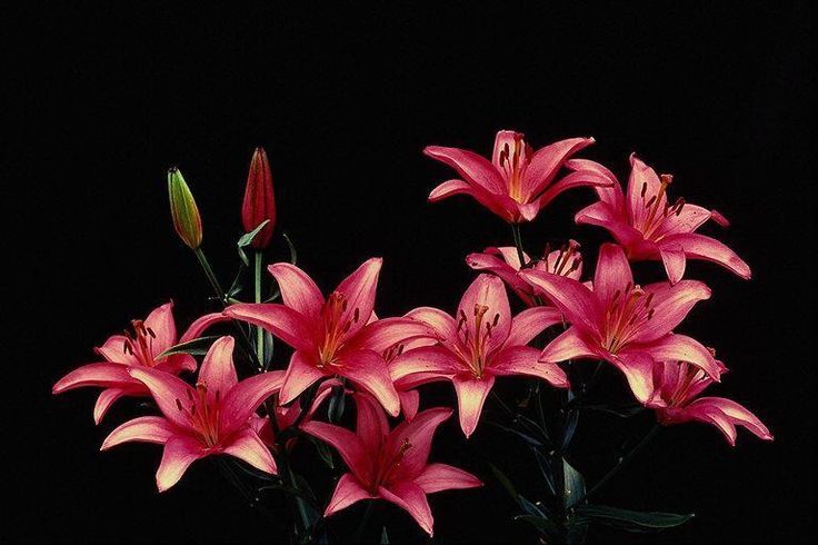 pink flowers in a vase on a black background