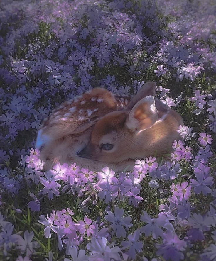 two baby deers cuddle in the middle of purple and white flowers with sunlight shining on them