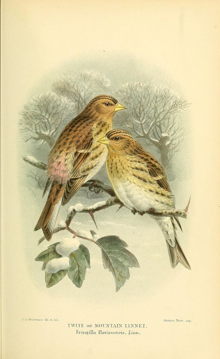 two birds sitting on top of a tree branch in the snow and one is looking at another bird